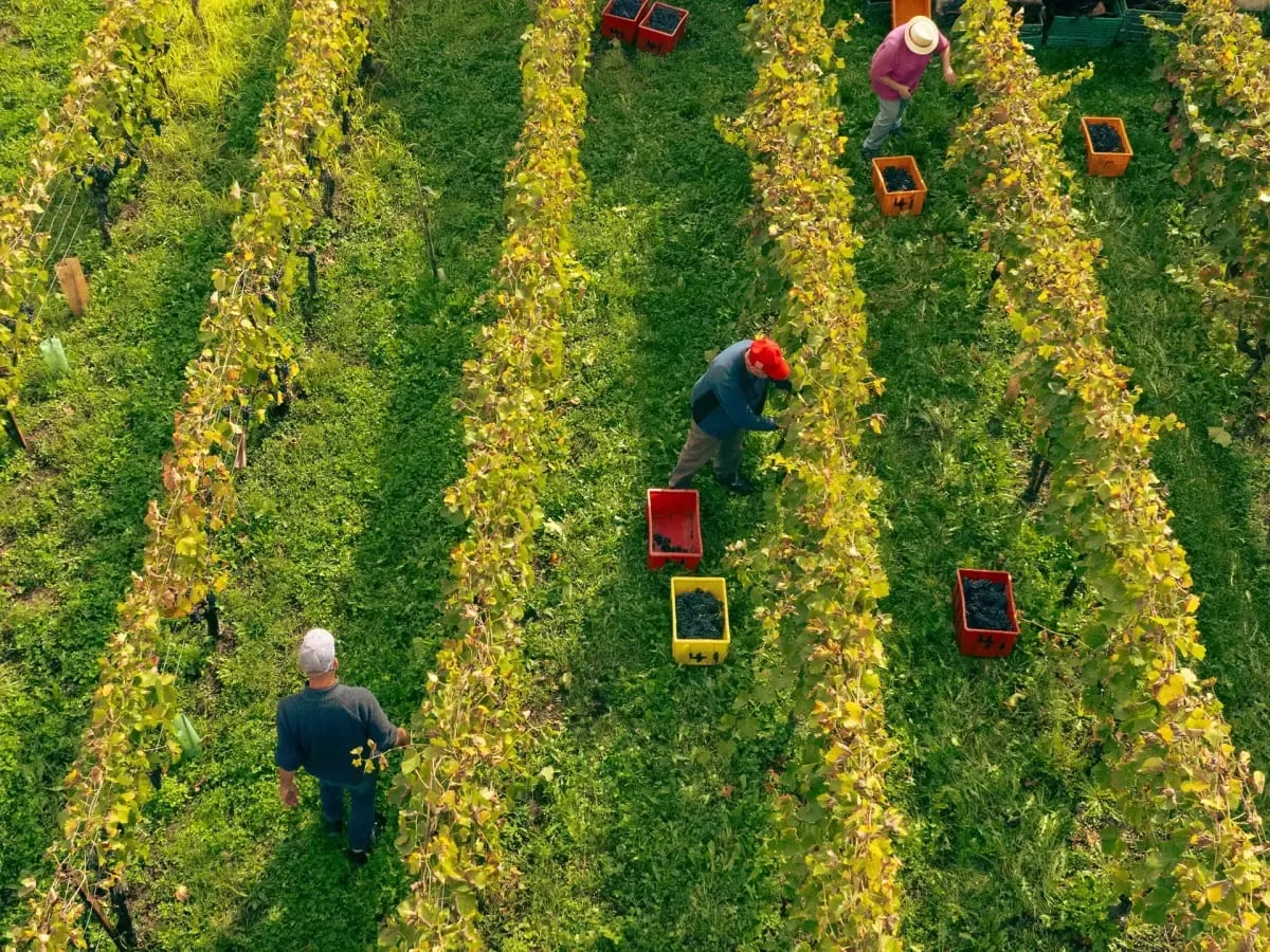 Vendangeurs dans les vignes de la Cave du Bonheur