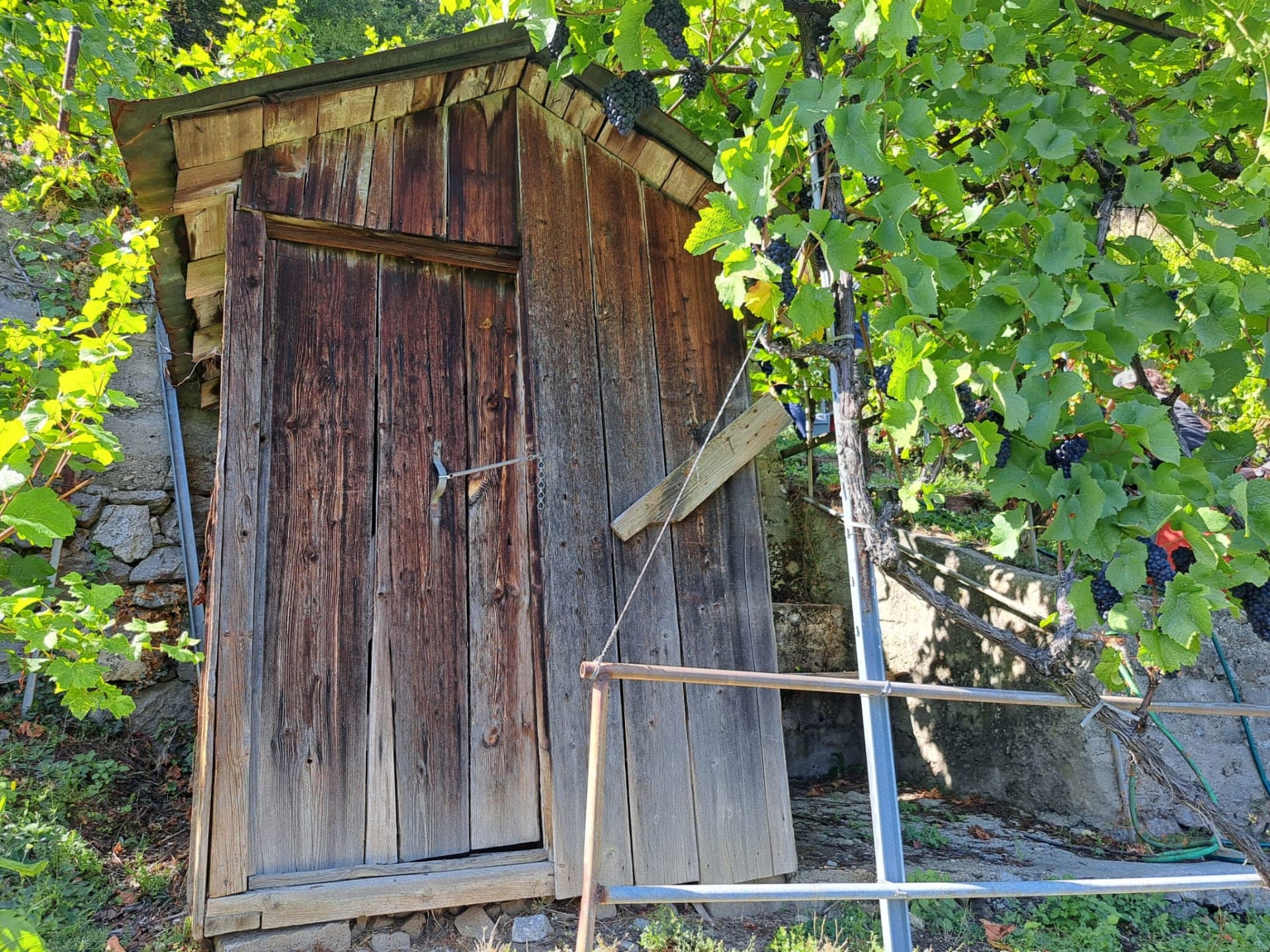 Genusswanderung im Weinberg Bonheur – Degustation von 9 Weinen