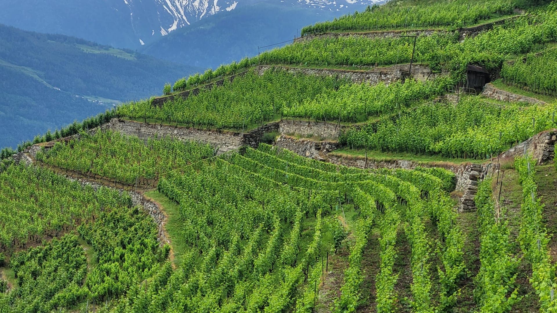 Complete tour of terroir and facilities