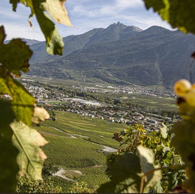 Balade dans le vignoble du Bonheur